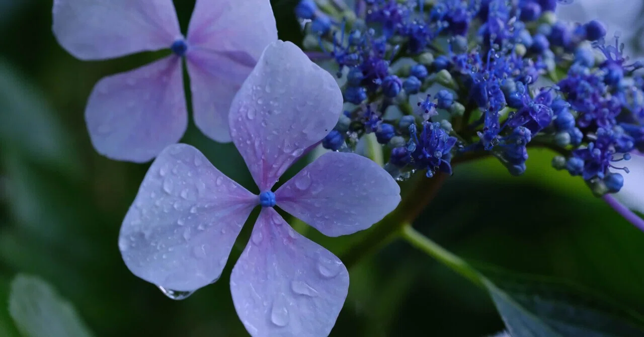 雨上がりの紫陽花｜にーこ