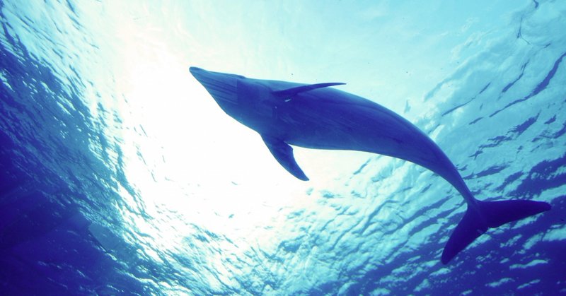 映画 グラン ブルー そして僕のイルカとの出会い tetsuro てつろー note