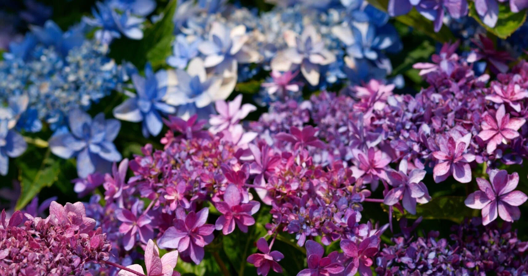紫陽花画 紫陽花を撮りに。｜fenbel