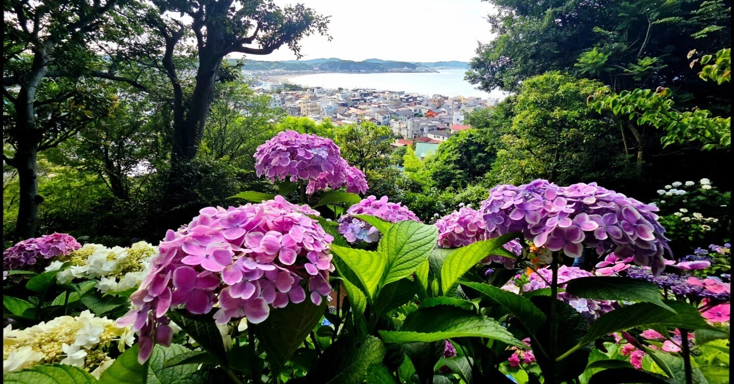 Kamakura, In Search of Hydrangeas—Hasedera Temple in the Early