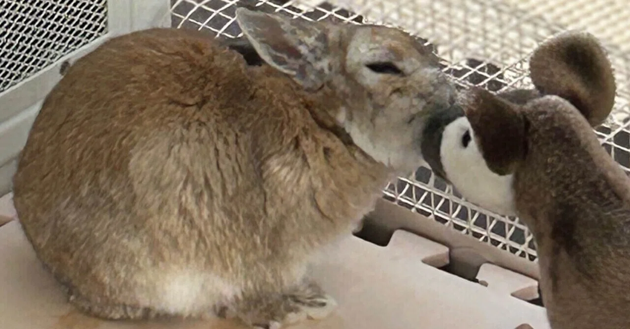 家に帰れば愛しのうさぎ｜和みうさぎ