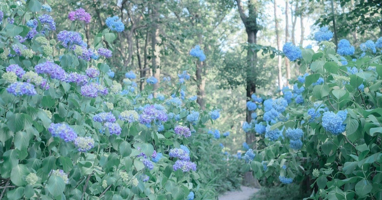 雨の日を楽しく 紫陽花撮影のススメ Coco Note