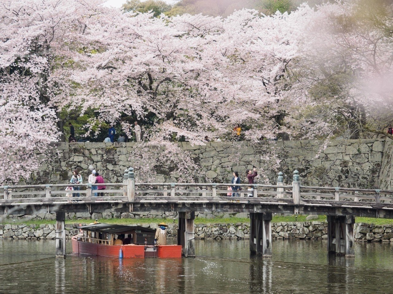 彦根城の落ち着いた雰囲気の桜 石田貴大 Note 彦根城の落ち着いた雰囲気の桜 石田貴大 Note