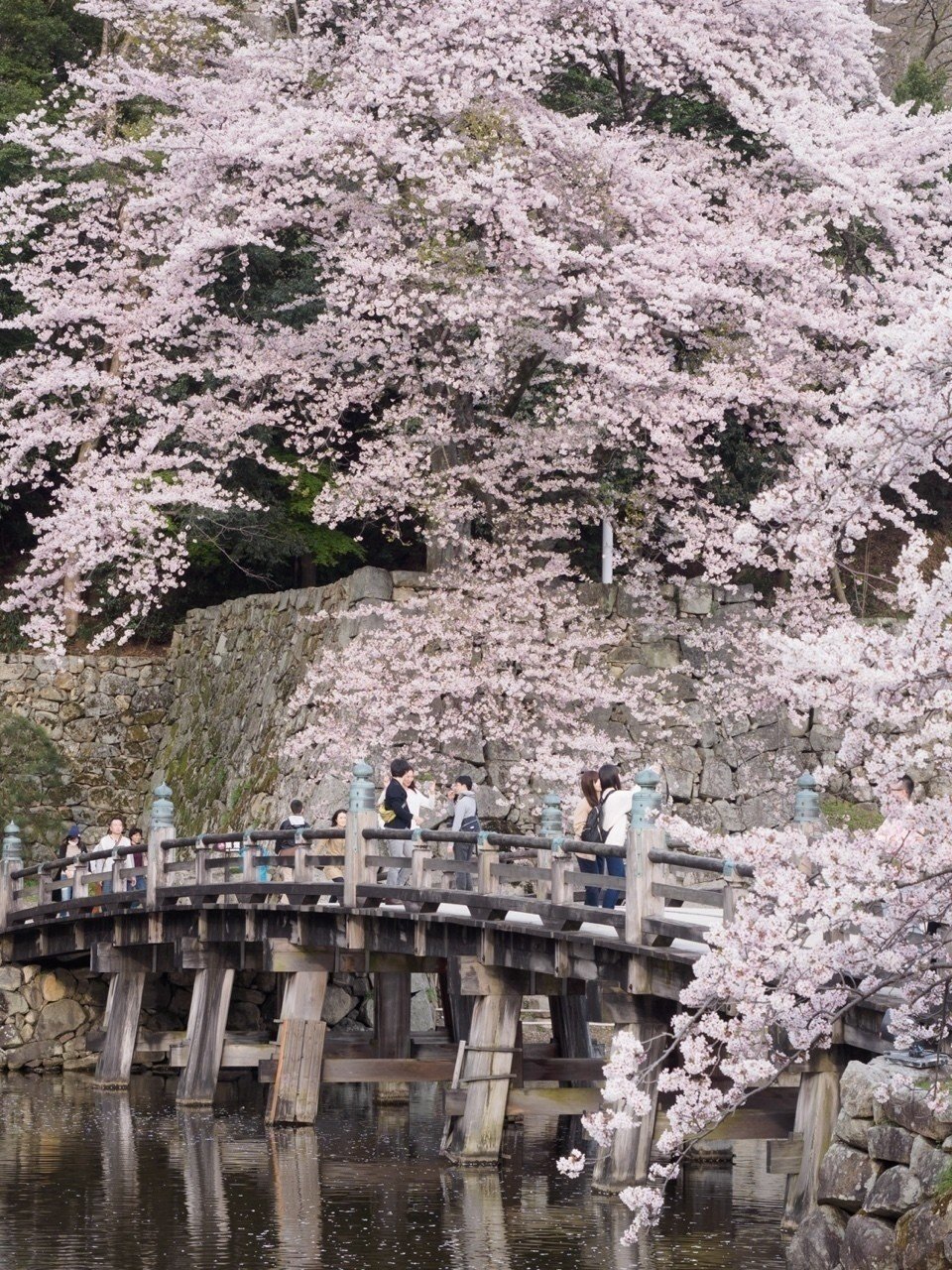 彦根城の落ち着いた雰囲気の桜 石田貴大 Note 彦根城の落ち着いた雰囲気の桜 石田貴大 Note