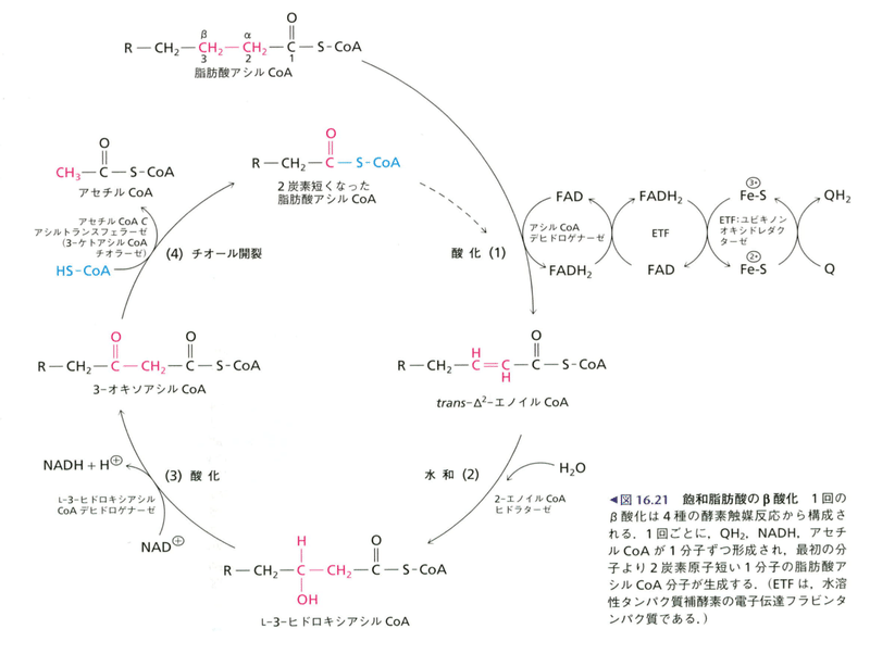 Coa アシル