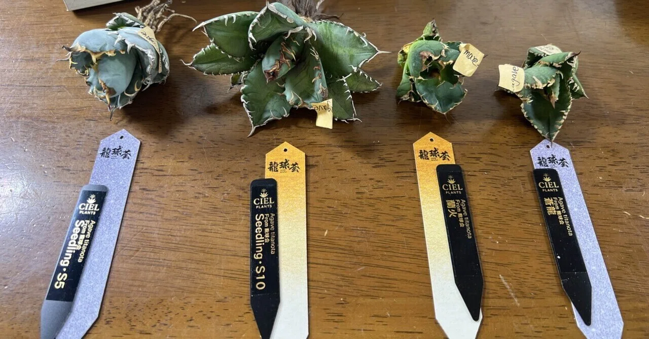 アガベ沼に落ちた話55「龍球荟アガベネームドリスト」｜mare_agave