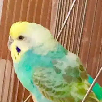 モナ花