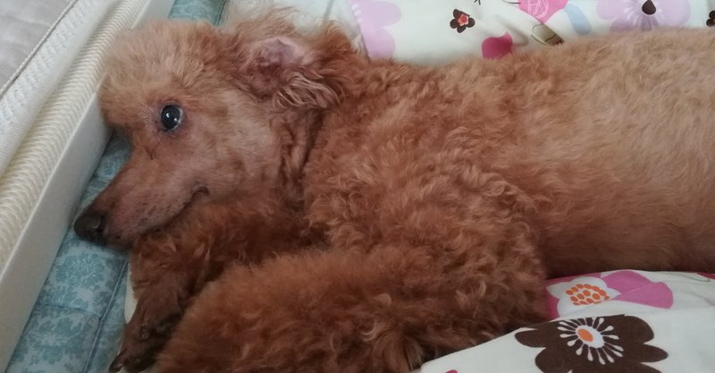 犬と少女 Momoichi Note 犬と少女 Momoichi Note