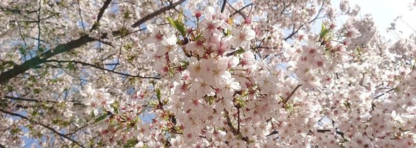 新・花テロ ~タイムラインを花で埋めよう〜