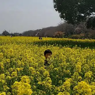 桜樹あい
