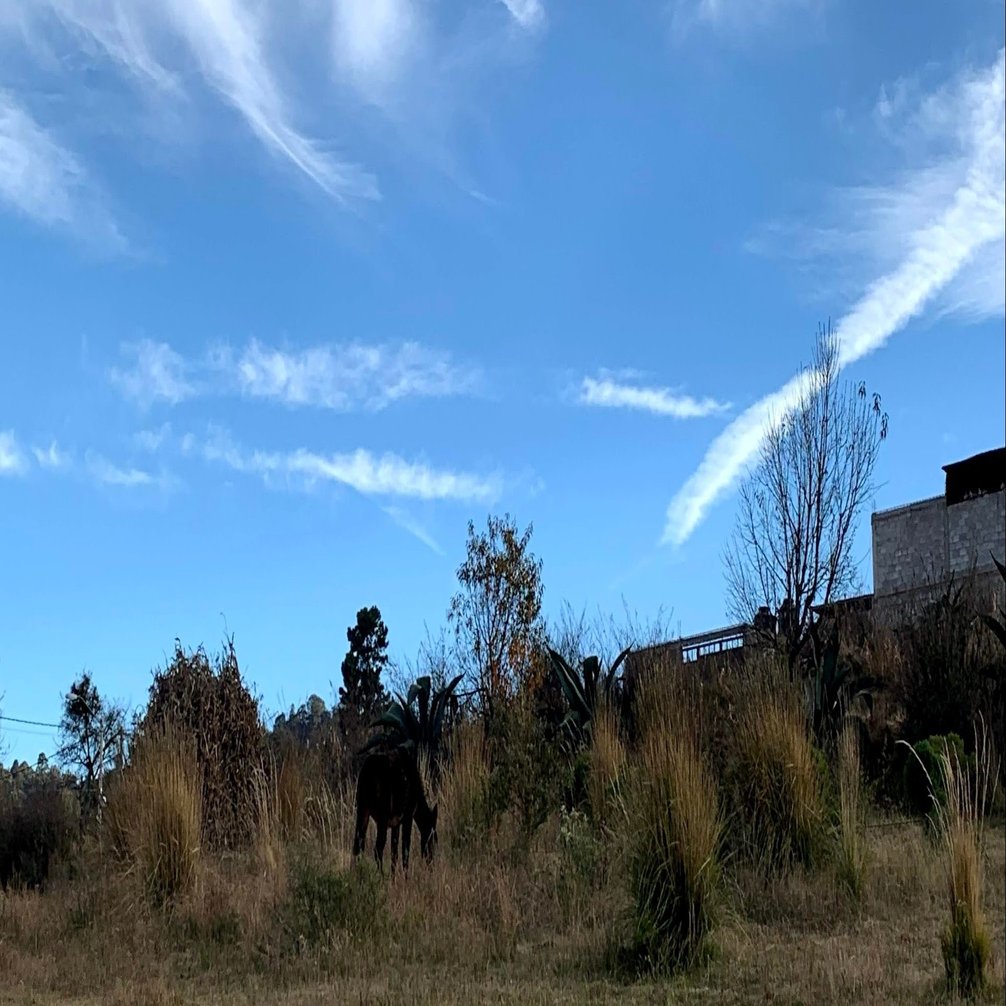 メキシコシティ南部の農業を知りたい！ミルパアルタ農地探訪🌱｜ぺけ｜スペインワーホリ・ファームステイ・旅🌱