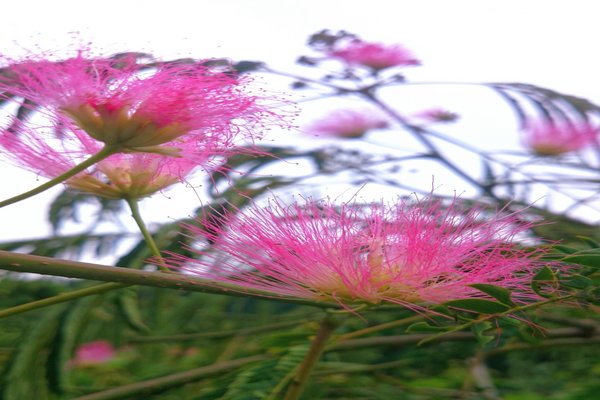 ついに今年もねむの花の季節がまいりました の新着タグ記事一覧 Note つくる つながる とどける