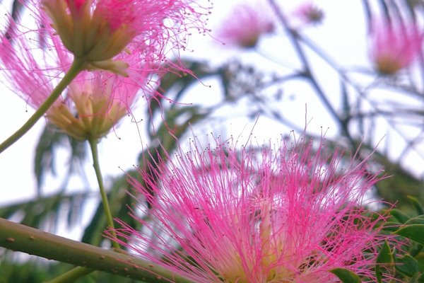 ついに今年もねむの花の季節がまいりました の新着タグ記事一覧 Note つくる つながる とどける ついに今年もねむの花の季節がまいりました の新着タグ記事一覧 Note つくる つながる とどける
