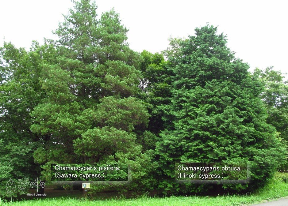 針葉樹の 樹形 樹冠 の差異 Ume Hiro Note