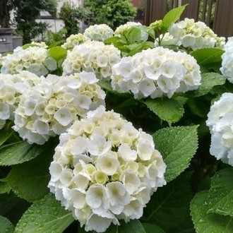 性欲もマイペースな男 C Pms Note