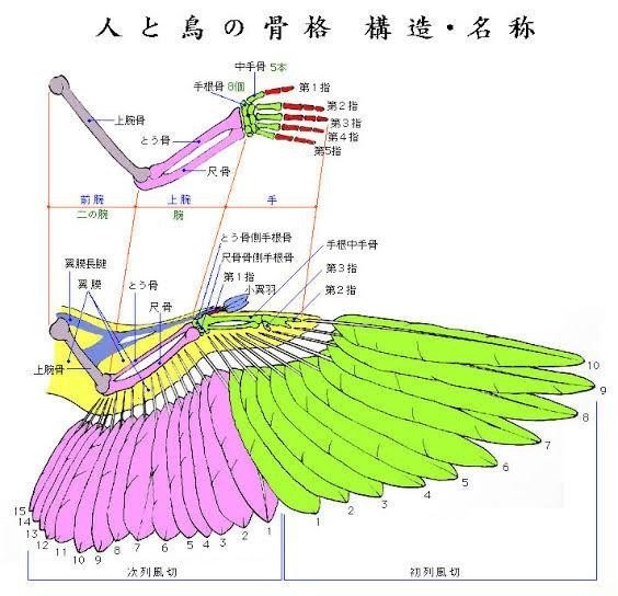 第1092回 鳥の骨格｜翆野 大地