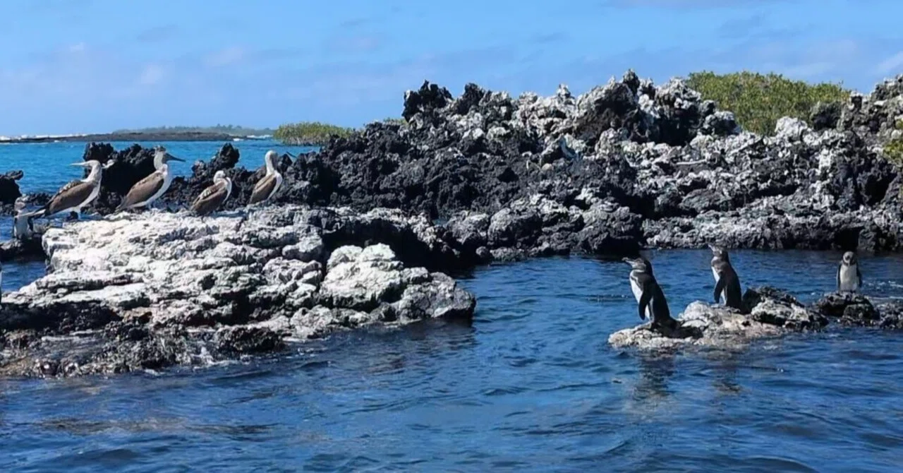 旅と山 中南米⑩ イザベラ島（ガラパゴス エクアドル） 20260610