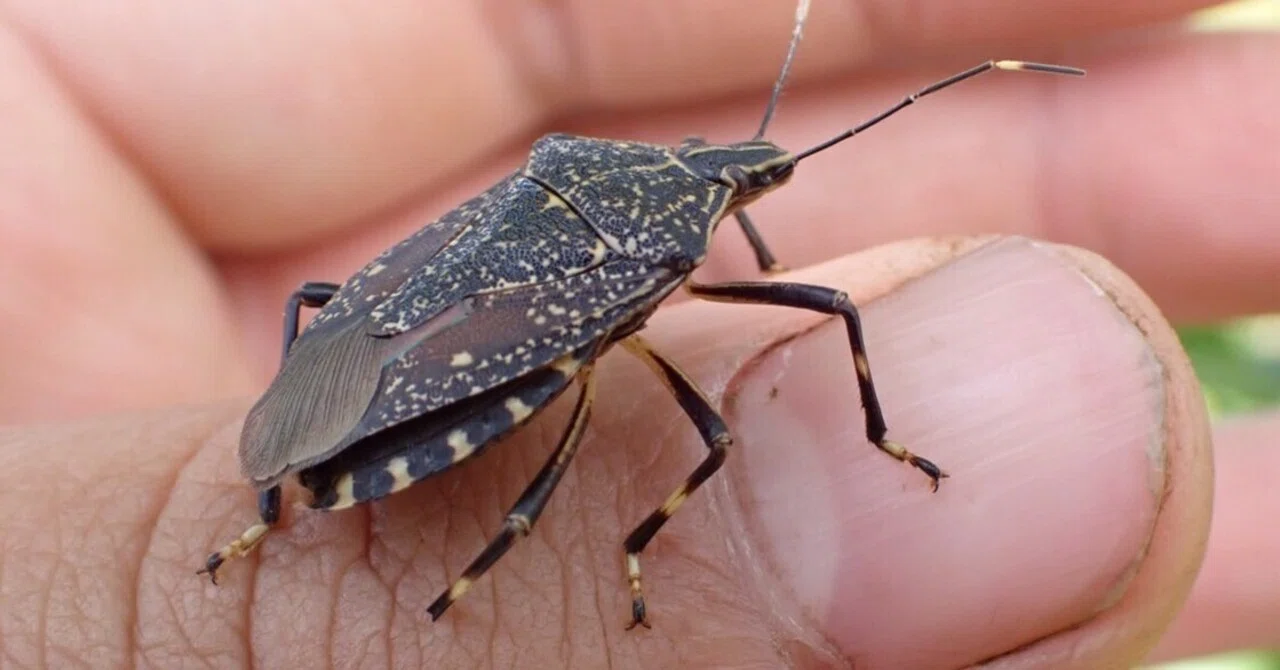 キマダラカメムシ | 虫の向こうに見えるもの｜yuuri