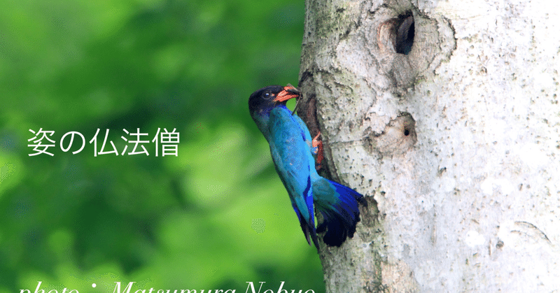 空海の詩にでてくる鳥 仏法僧とは 月華 つきはな Note