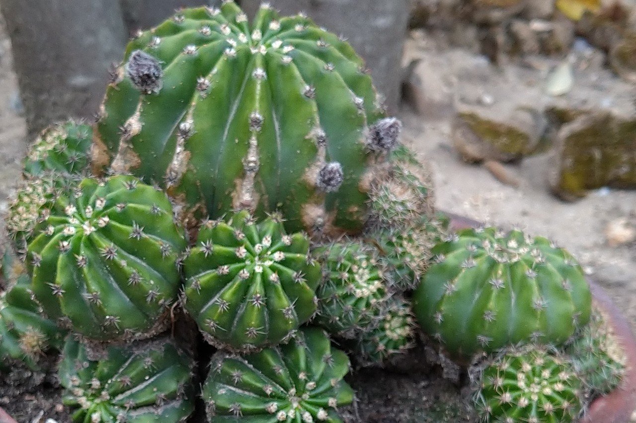 サボテンの蕾 Sachie Note