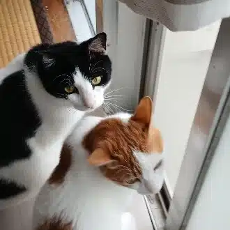 えまぁる