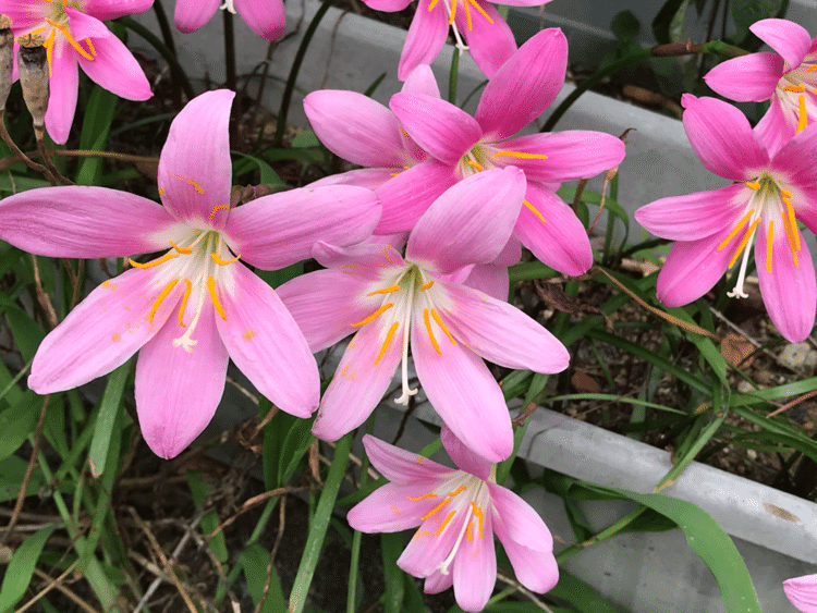 かわいい花を見つけた。

#ピンク #花
#ハナモヨウ