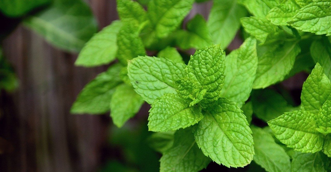 夏のドリンク ハーバルウォーター 新人書店員のつぶやき Note