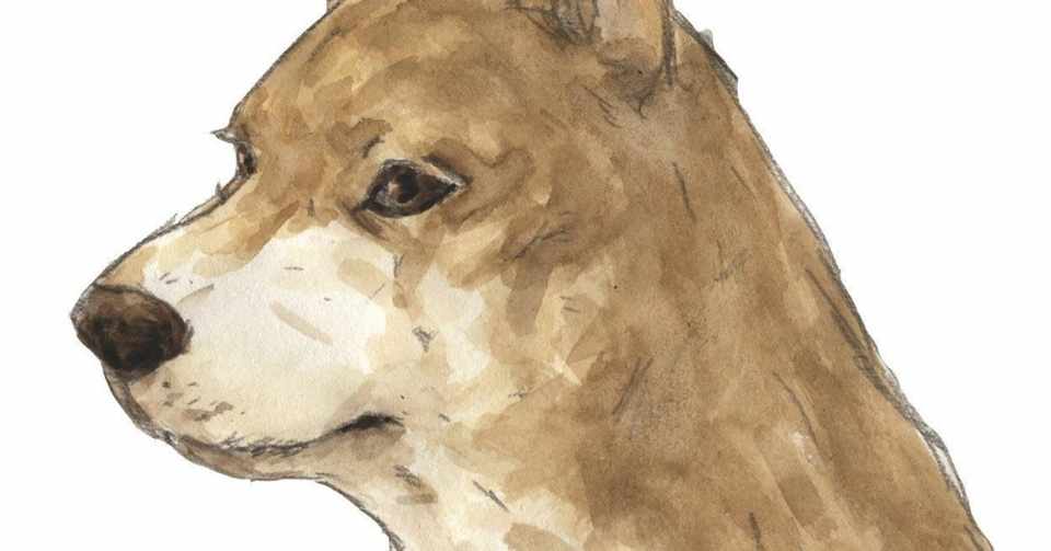 犬の便秘に対するマッサージのあれこれ 千舟 指圧マッサージサロン Note