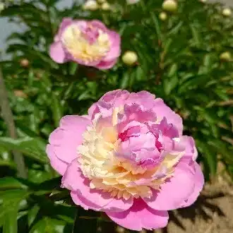 涼月