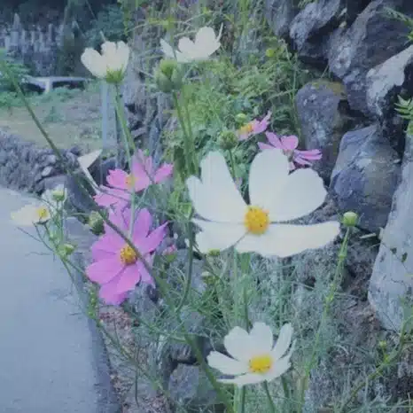 こすもす（Ken Matsubayashi）