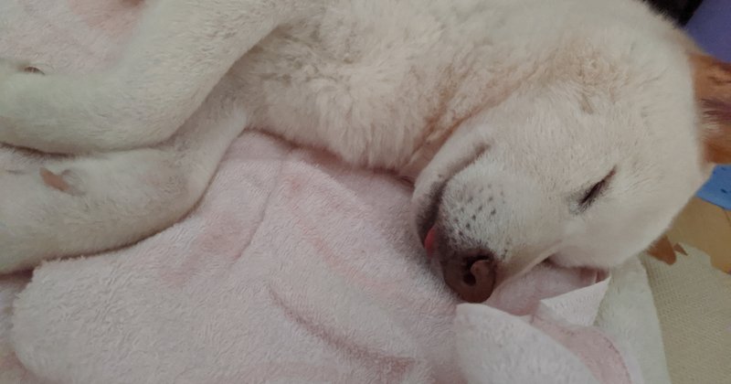犬も歩けば介護予防 姿勢 犬の介護 Una Ricca Note