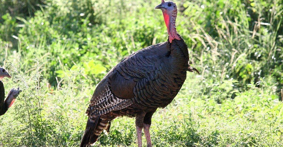 ブラックスワン講座（2） 1000日後に死ぬ七面鳥｜泥万次郎