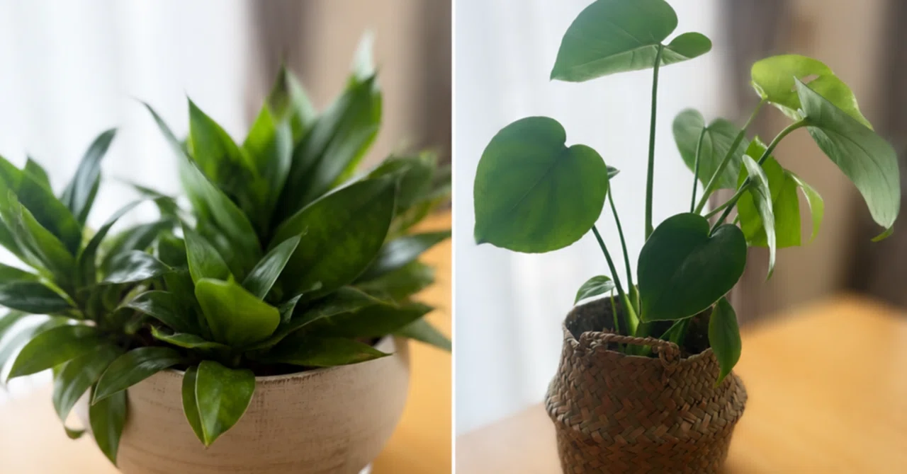 最近買ったお気に入りと、嬉しかったのと、うーむむむ。な観葉植物達