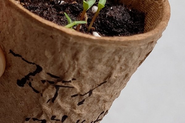 マリーゴールドの芽 の新着タグ記事一覧 Note つくる つながる とどける マリーゴールドの芽 の新着タグ記事一覧 Note つくる つながる とどける