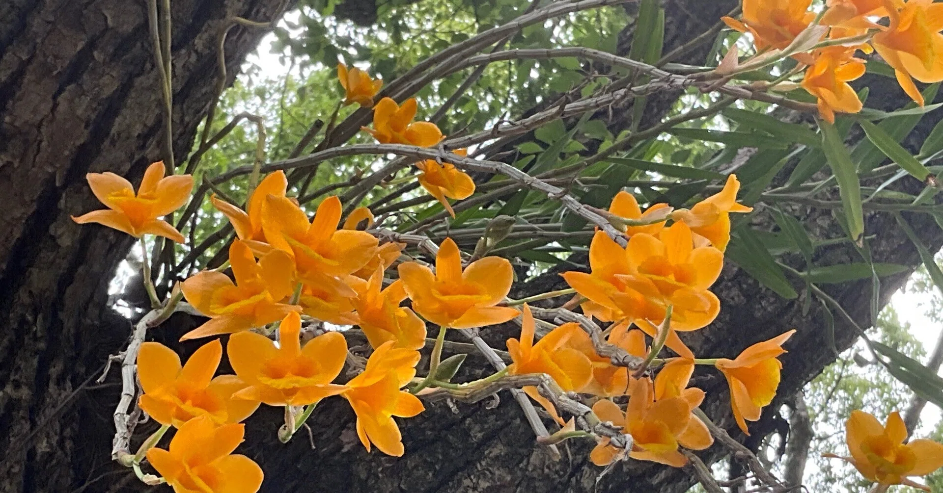 タイワンキバナセッコク（京都府立植物園）：2026年6月14日（日