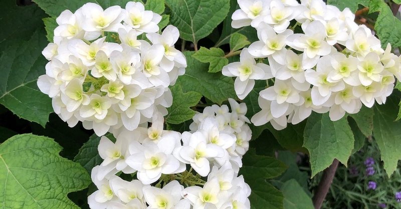ずぶ濡れの紫陽花みたいに綺麗で悲しい すずらん Note