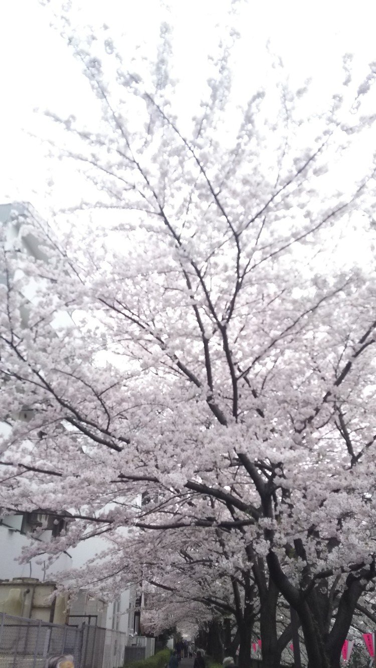 4月5日、母と桜見物の続き。新宿御苑から移動して目黒へ。雅叙園の横手から目黒川沿いをてくてくお散歩(*^^*)