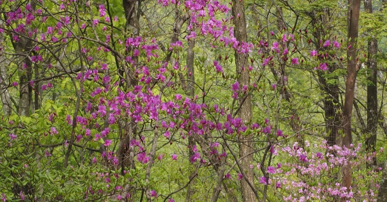 304．トウゴクミツバツツジの3色の花｜sasayan