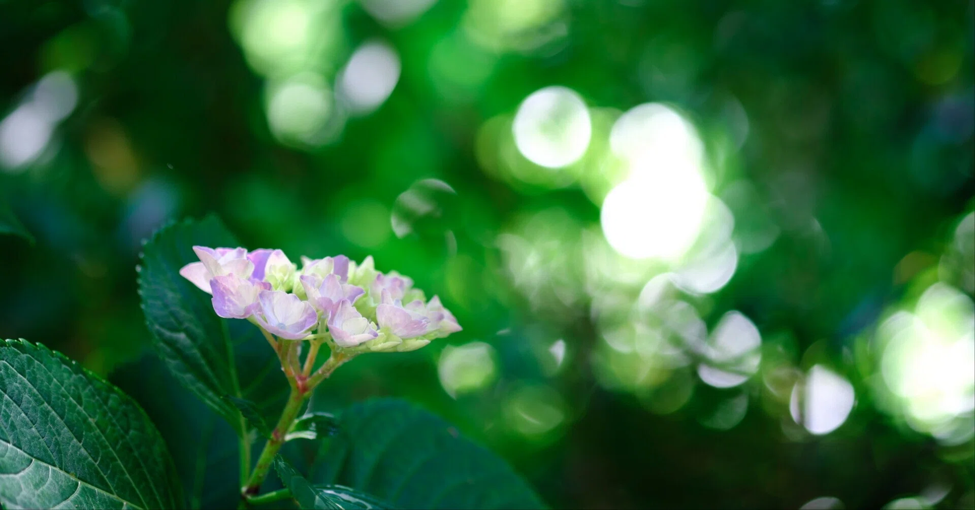 ファインダーで知る季節【紫陽花】｜晴れの国
