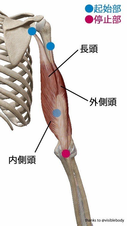 上腕三頭筋　解剖