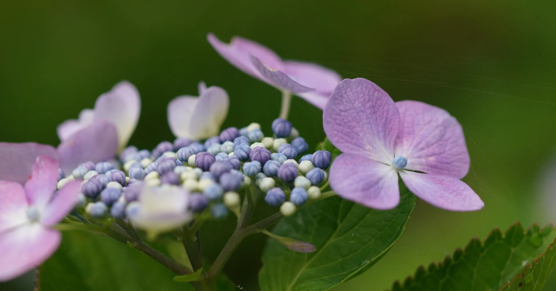 紫陽花 藤枝市蓮花寺池公園にて② 2026年6月7日 ～｜g_hiro_510