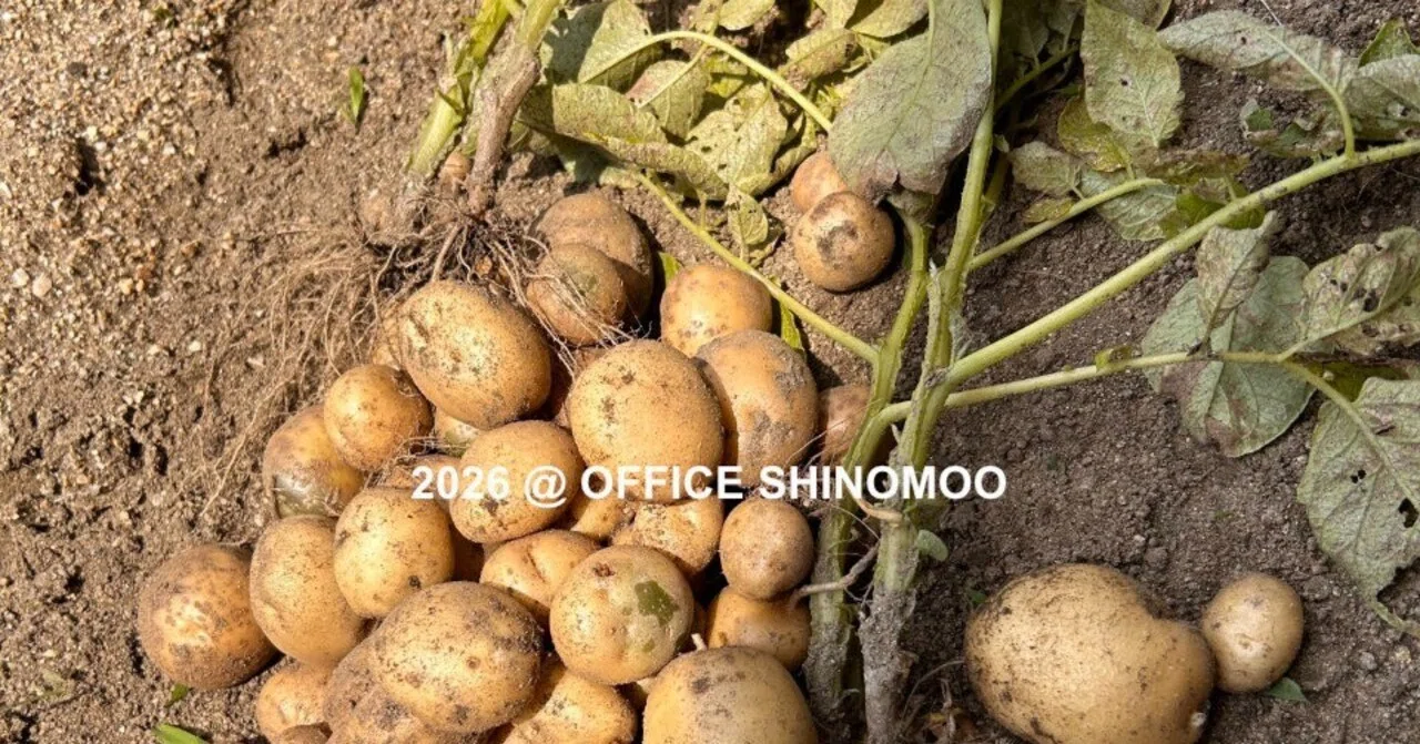20256jun. ジャガイモ今年は男爵=半径5メートル内=｜オフィスしのも