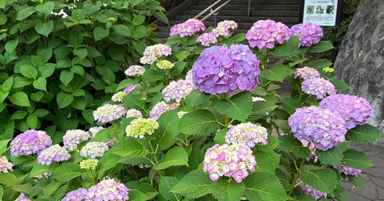 I found a heart-shaped hydrangea! The Kamenoko-yama Hydrangea