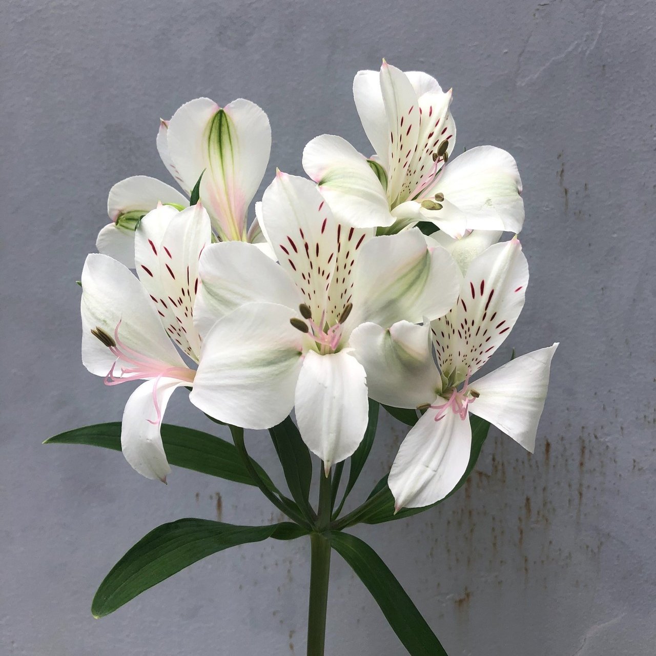 Hanaike図鑑 1 アルストロメリア Hanaike はないけ Note