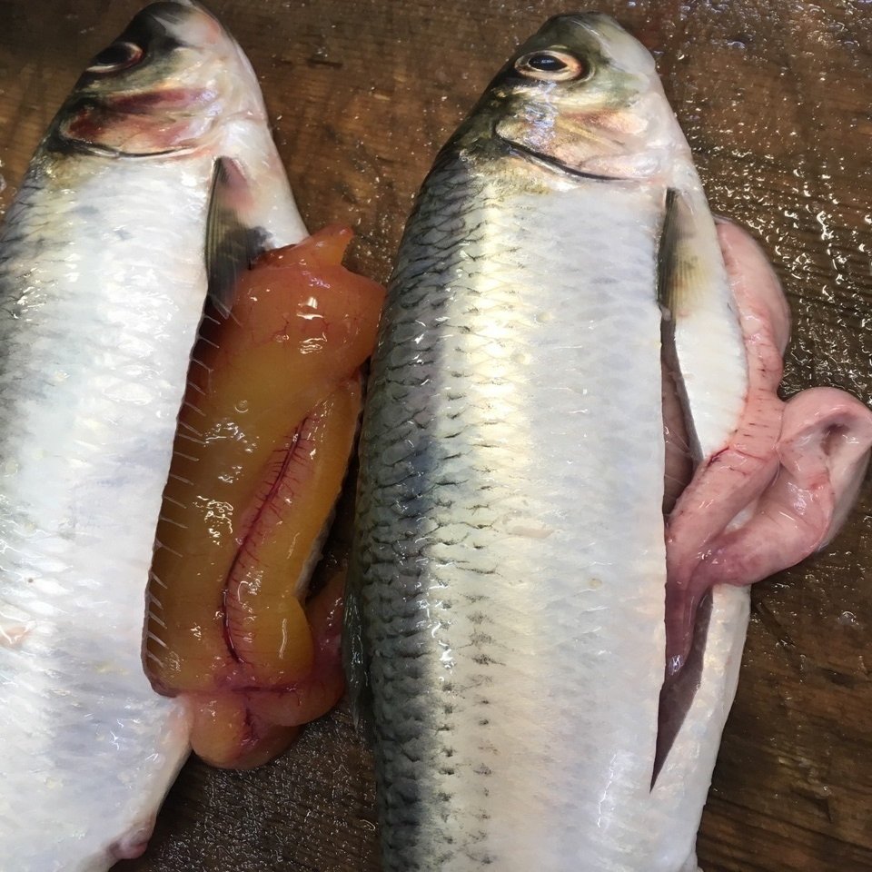ニシンの白子 旭井正博 魚正 Note