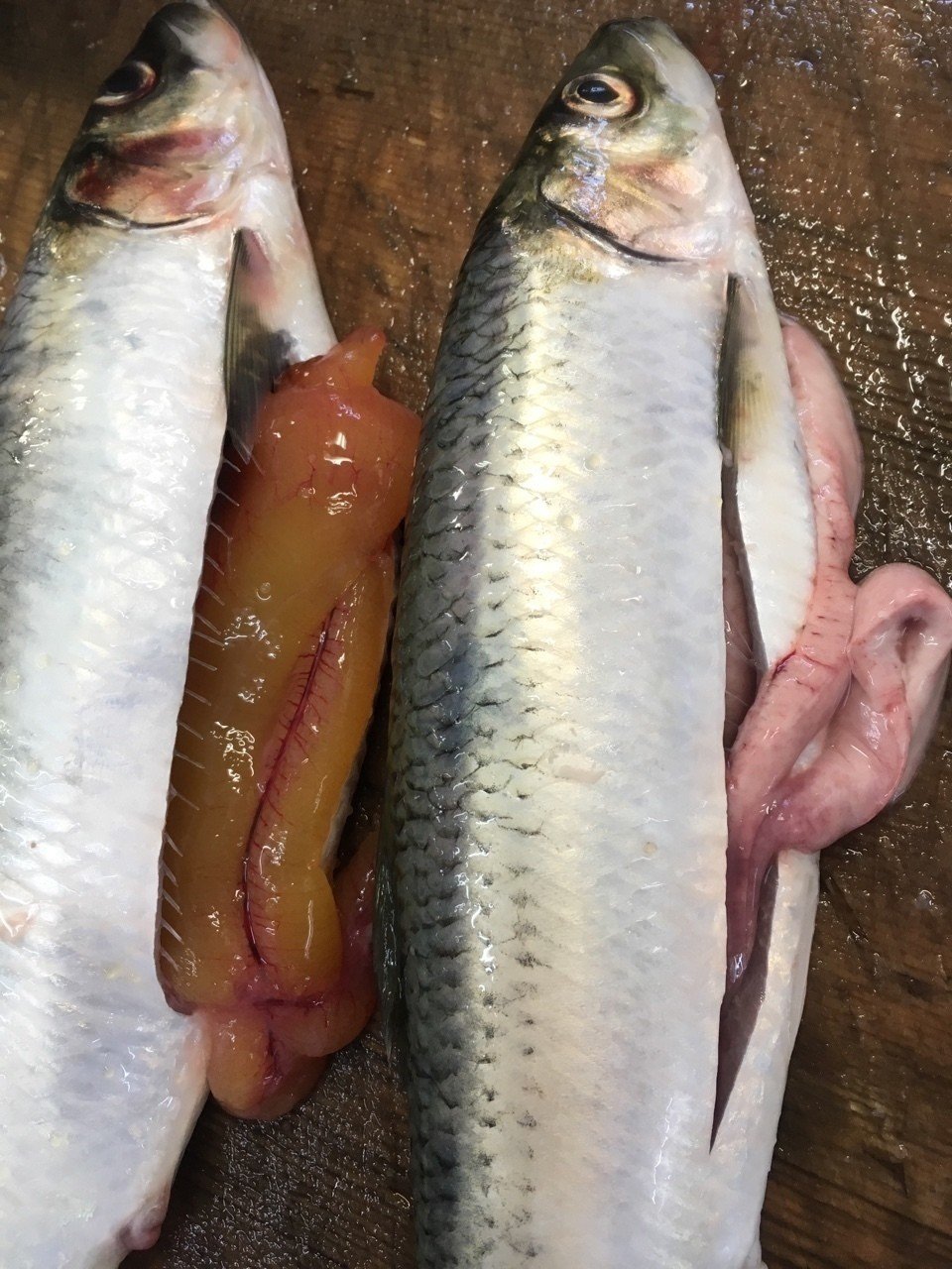 ニシンの白子 旭井正博 魚正 Note ニシンの白子 旭井正博 魚正 Note