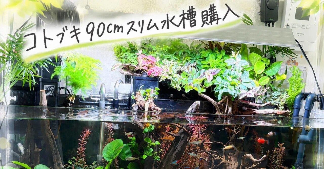 ﾟ90㌢スリム水槽へお引越し*.+ﾟ｜ミニ子