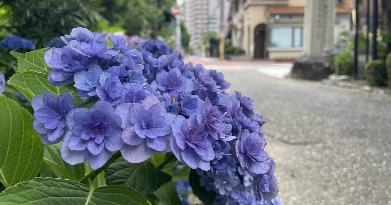 紫陽花や 紫陽花や 昨日の…｜南森町グラスホッパーズ