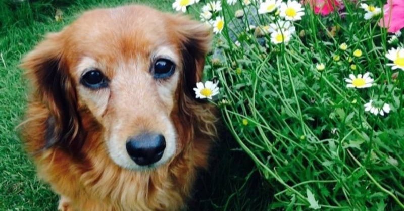 うちには 世界一可愛い犬がいた 前編 Moe Note