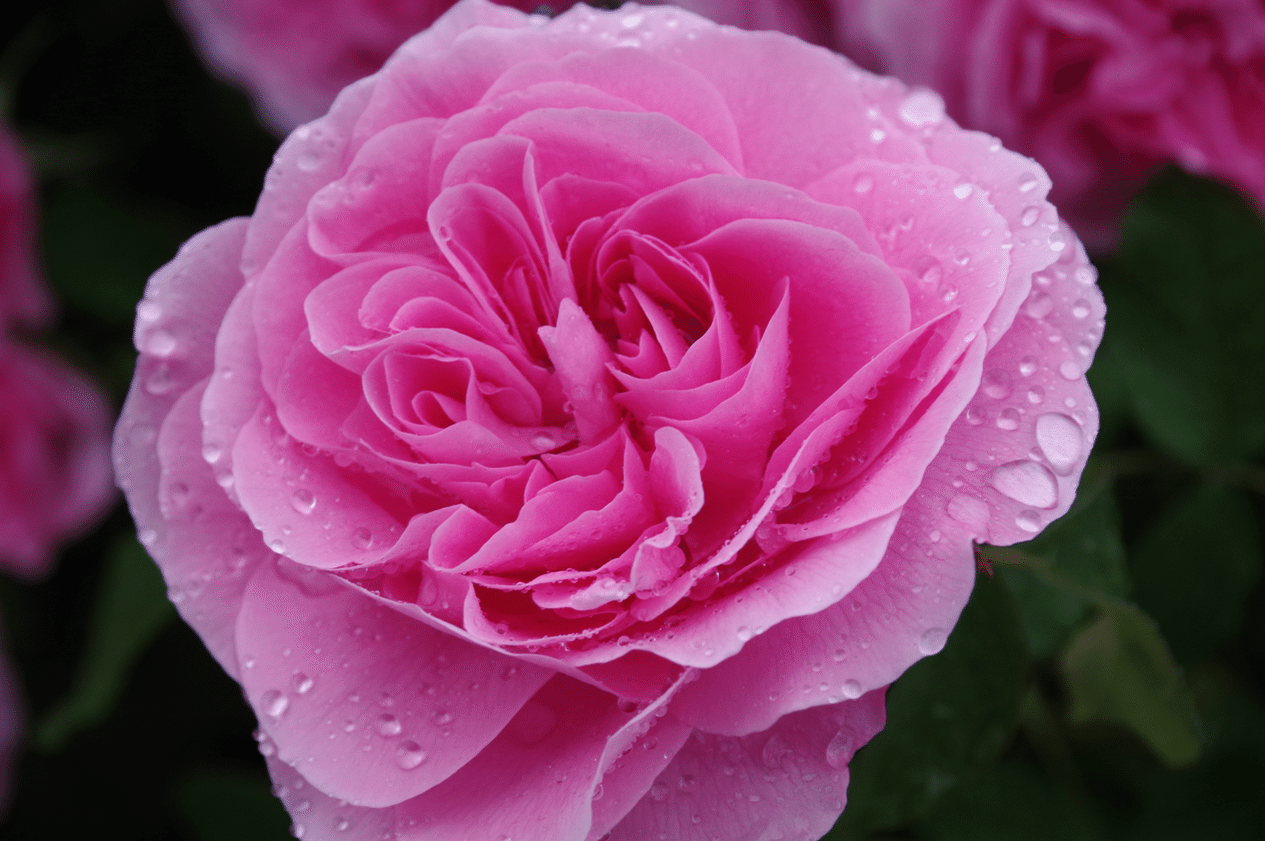 36 写真でお散歩 南大阪のイングリッシュローズ デビッド オースチン ロージズが運営するローズガーデンは 実際にバラを見てお買い物できます Yukibean Yuki Bee Note